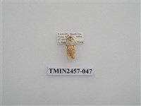 藏品(二斑叉紋苔蛾)的圖片